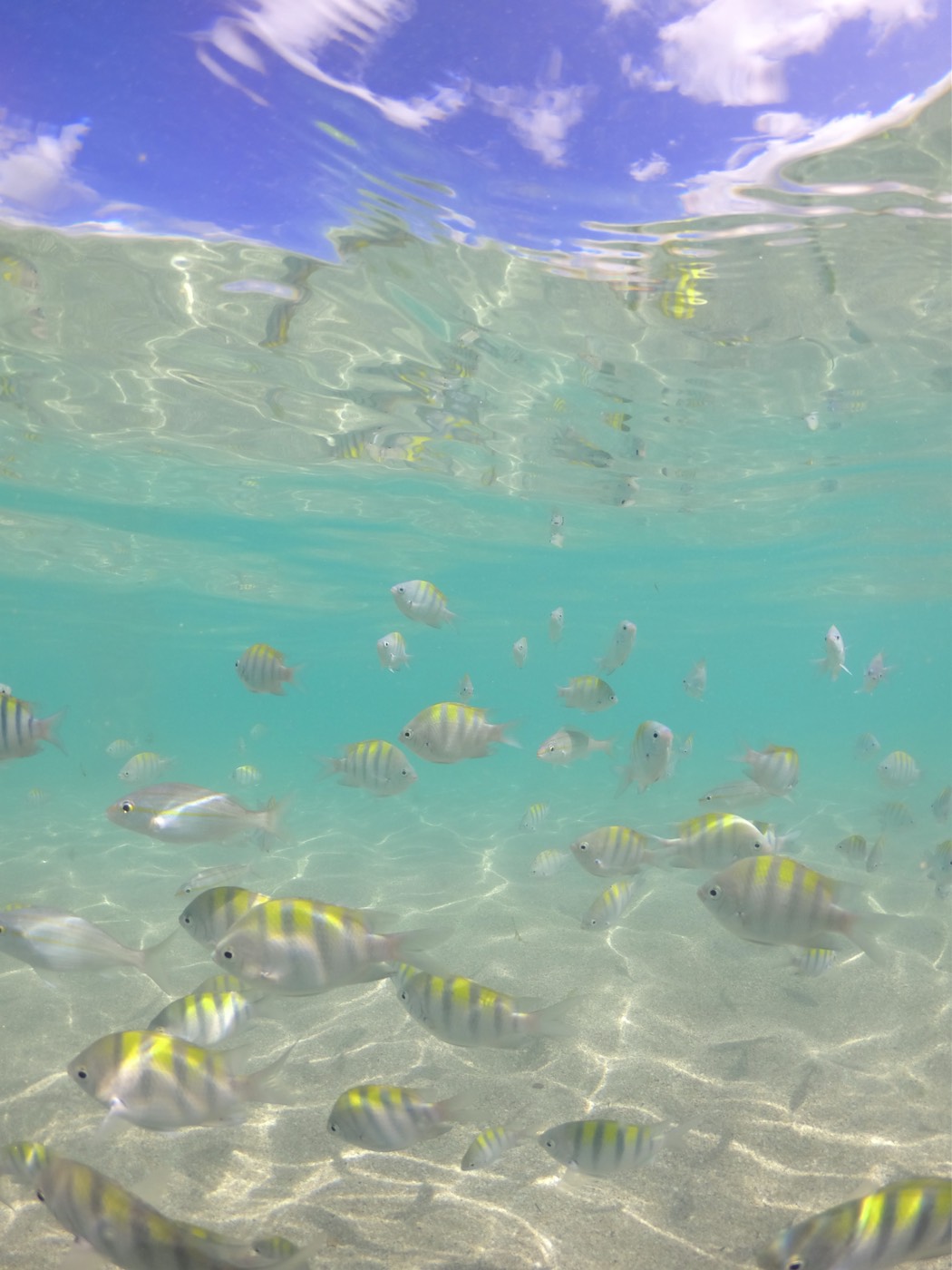 Vida marinha nas piscinas naturais